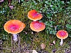 DSCF7929.jpg