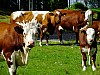 DSCF7956.jpg