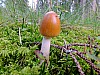 DSCF7970.jpg