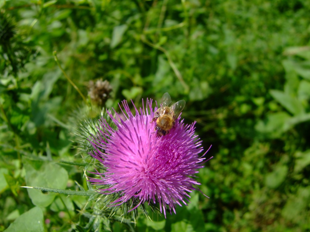 DSCF6387.jpg