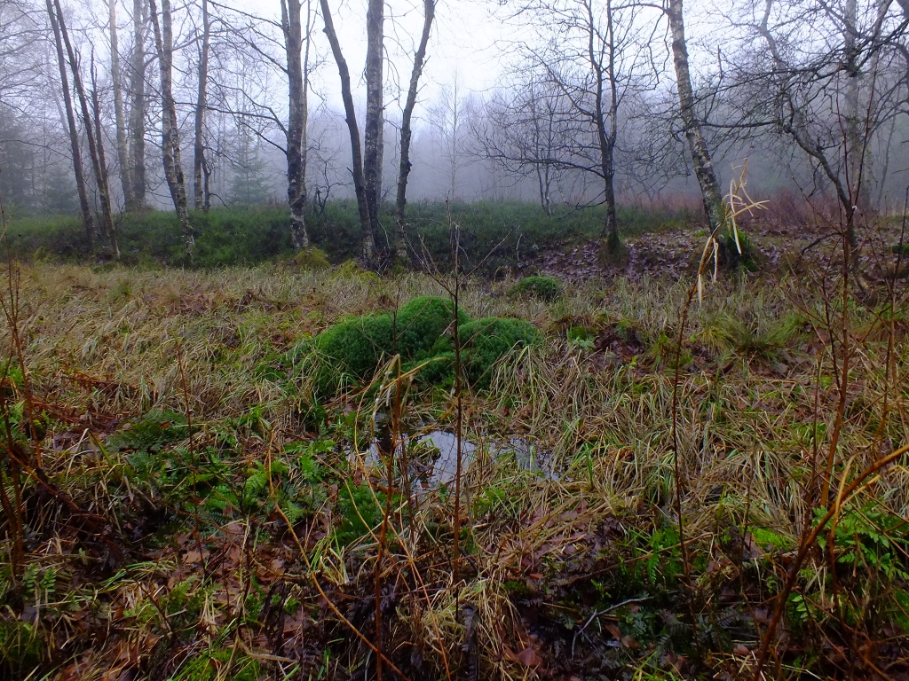 DSCF8590.jpg