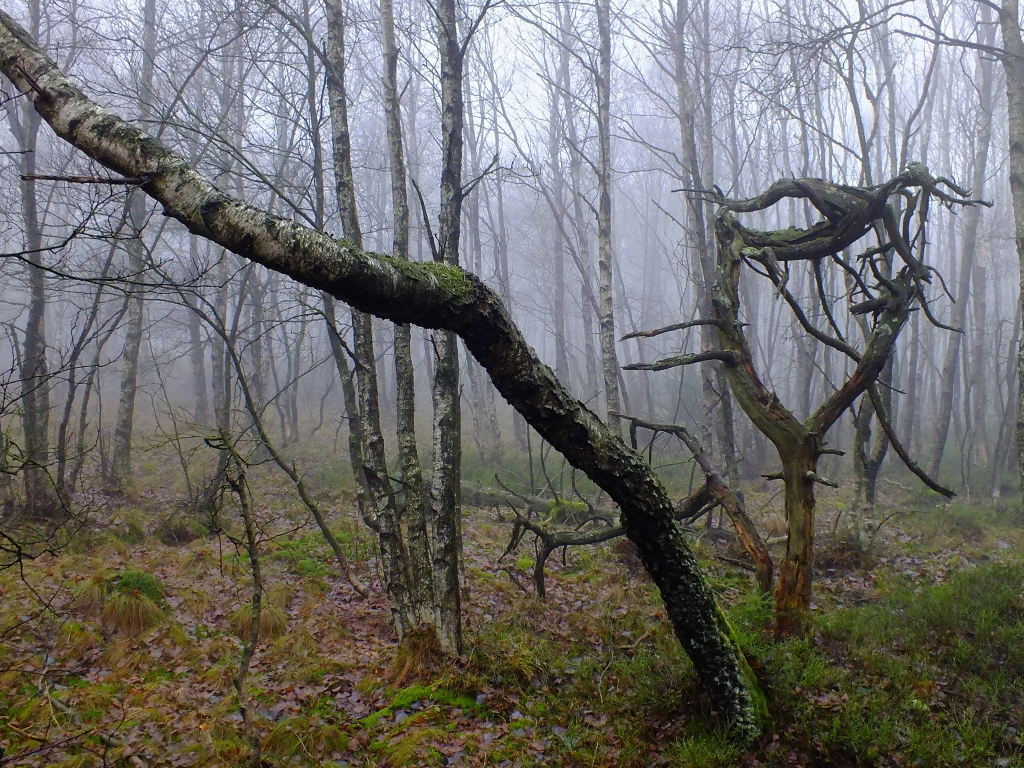 DSCF8593.jpg