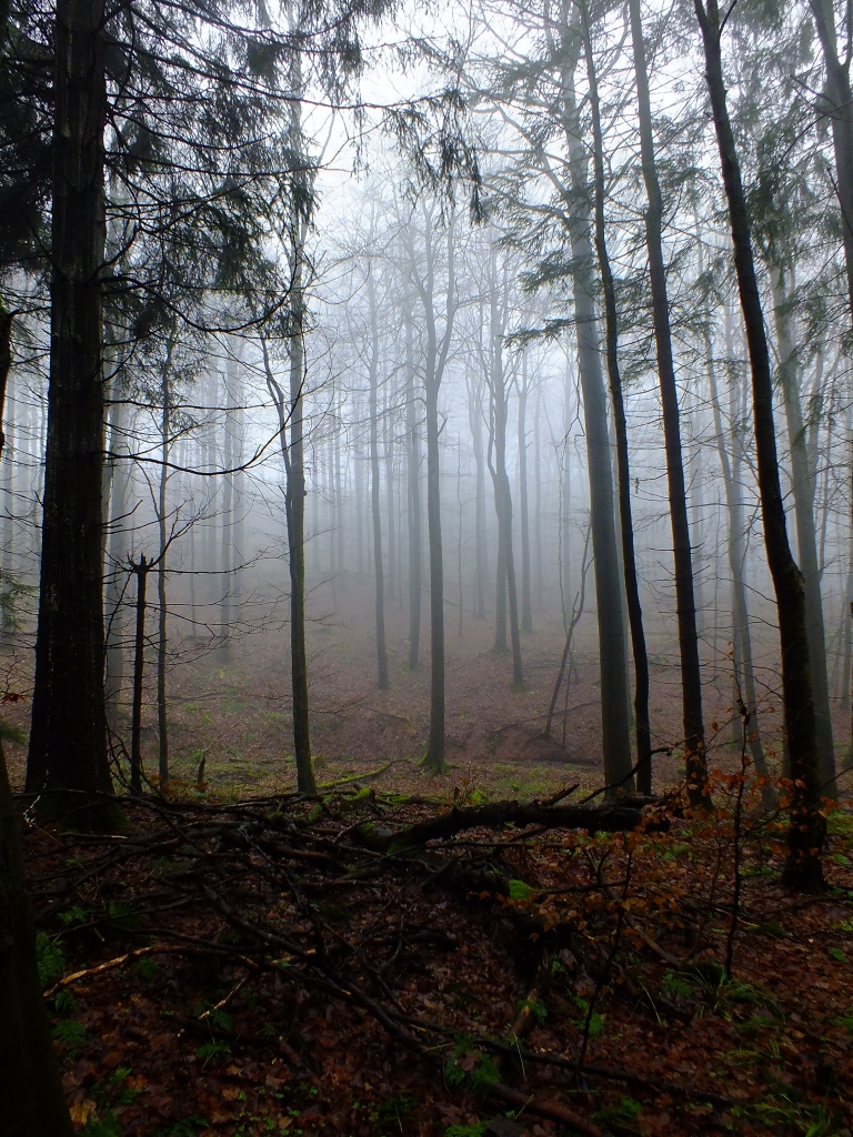 DSCF8597.jpg