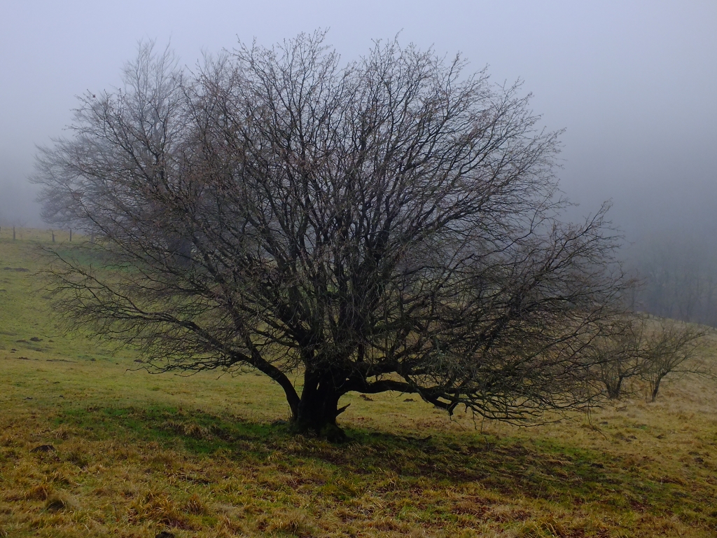 DSCF8620.jpg