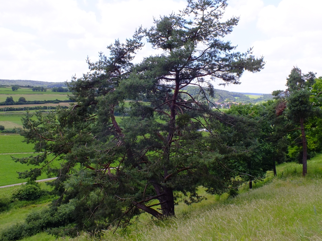 DSCF9356.jpg