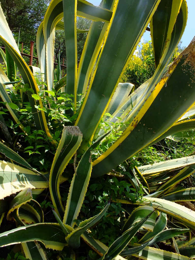 DSCF9100.jpg