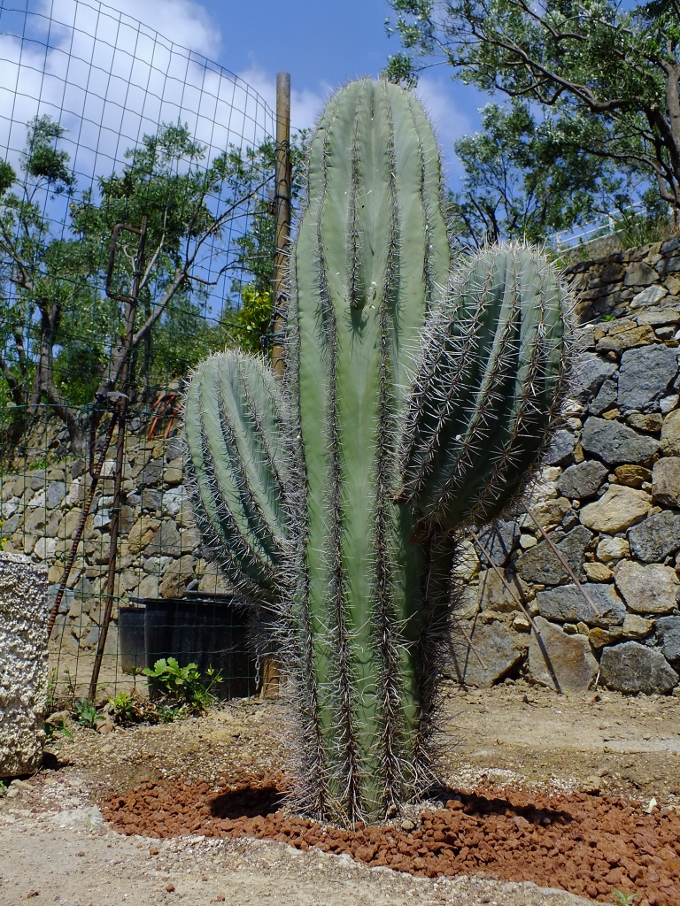 DSCF9117.jpg