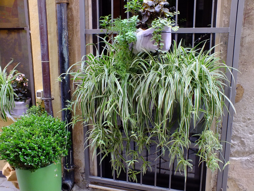 DSCF9220.jpg
