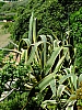 DSCF9103.jpg