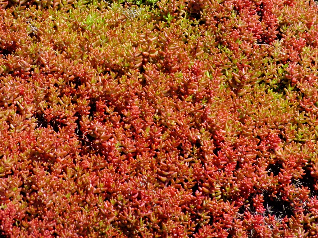 DSCF8974.jpg