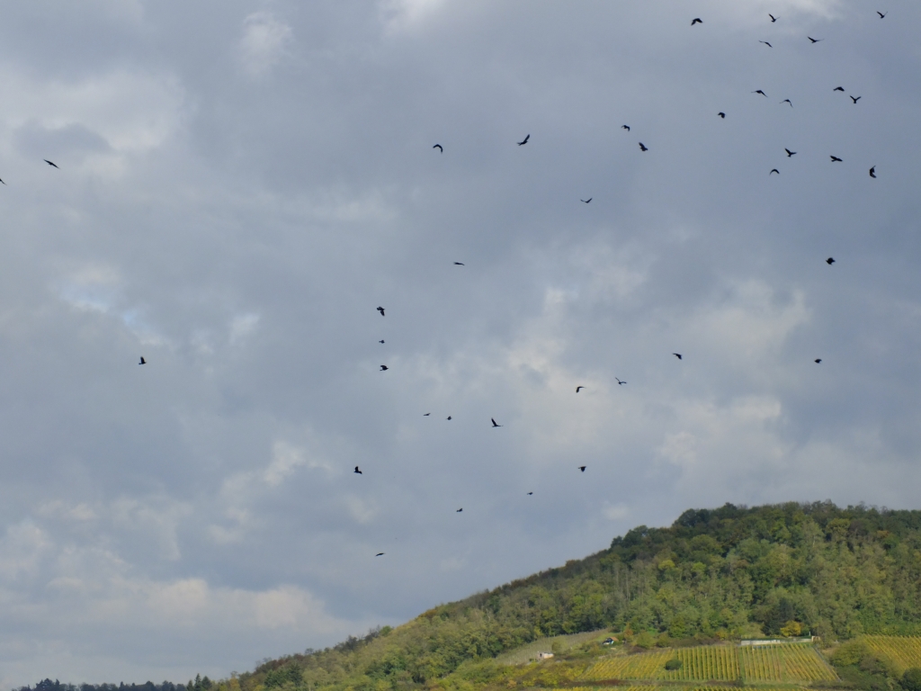 DSCF1317.jpg