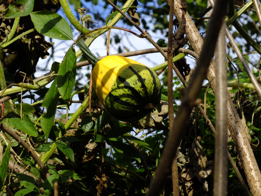 DSCF1339.jpg