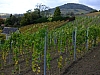 DSCF1315.jpg