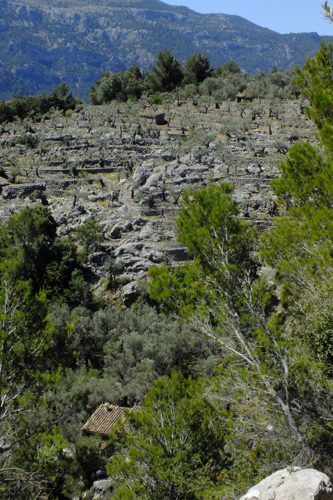 DSCF3196.jpg