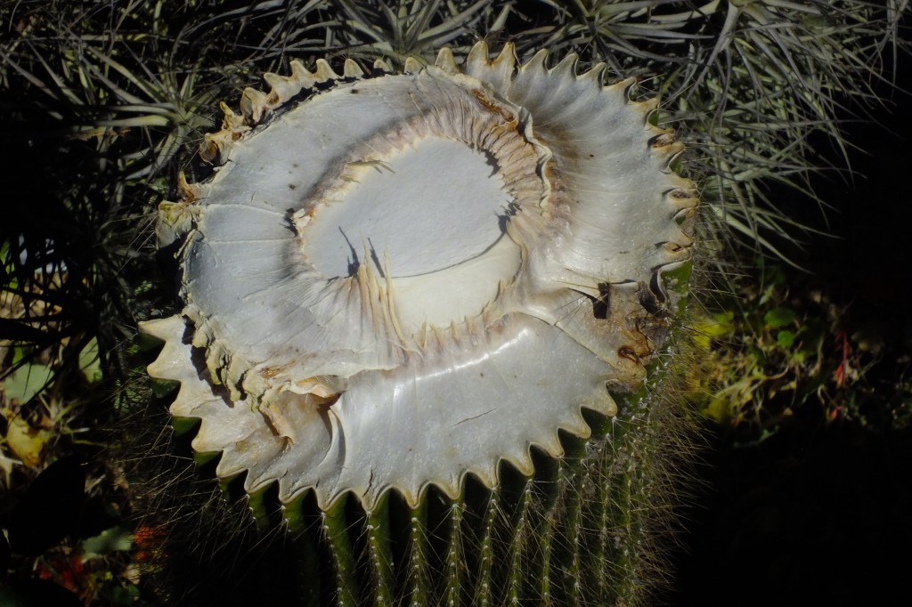 DSCF3222.jpg