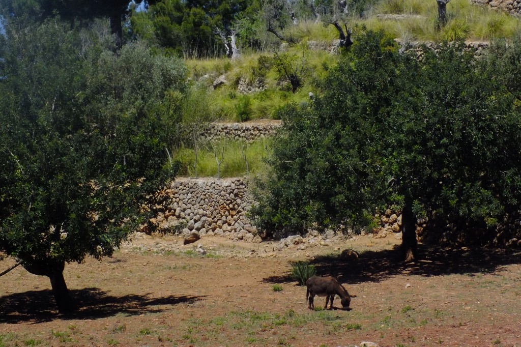 DSCF3265.jpg