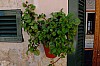 DSCF3250.jpg