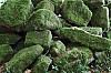 IMG_5558.jpg